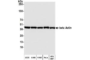 Western Blotting (WB) image for anti-Cytoskeletal Actin (CIMG_00972) (AA 1-50) antibody (ABIN7449436)