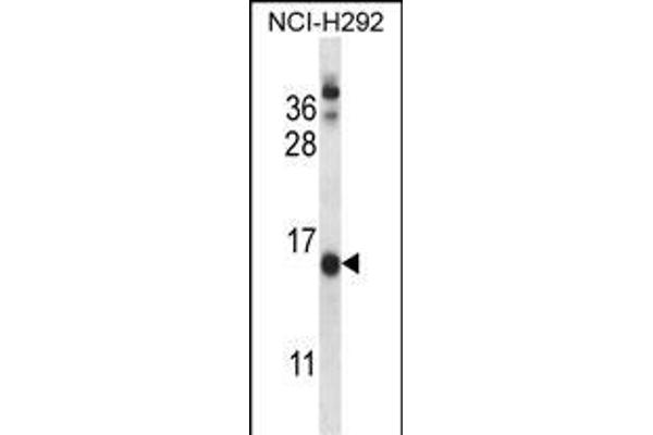 CNIH Antikörper  (C-Term)