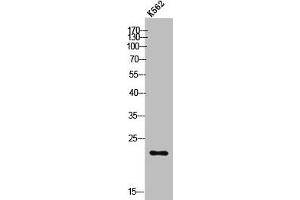 Western Blot analysis of K562 cells using POLR3H Polyclonal Antibody (POLR3H Antikörper  (C-Term))