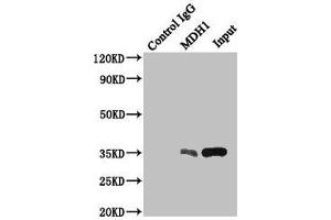 Immunoprecipitating MDH1 in HepG2 whole cell lysate Lane 1: Rabbit control IgG instead of (1 μg) instead of ABIN7158940 in HepG2 whole cell lysate. (MDH1 Antikörper  (AA 1-334))