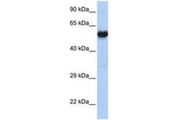 CHRNG 抗体  (AA 36-85)