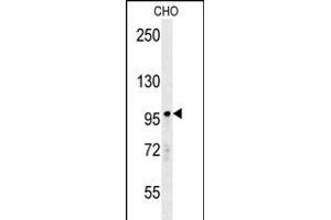 RP8 Antibody (Center) (ABIN650978 and ABIN2840019) western blot analysis in CHO cell line lysates (35 μg/lane). (PARP8 Antikörper  (AA 632-660))