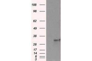 Image no. 5 for anti-Fumarylacetoacetate Hydrolase Domain Containing 2A (FAHD2A) antibody (ABIN1498182) (FAHD2A Antikörper)