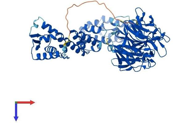 KLHL2 Protein (AA 1-593) (His tag)