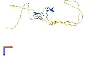 RYBP Protein (AA 1-228) (His tag)