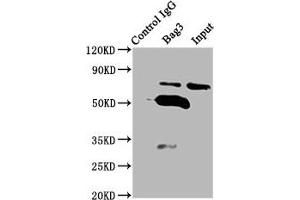 Immunoprecipitating Bag3 in K562 whole cell lysate Lane 1: Rabbit control IgG (1 μg) instead of ABIN7176989 in K562 whole cell lysate. (BAG3 Antikörper  (AA 2-577))