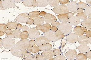 Immunohistochemistry analysis of paraffin-embedded mouse muscle using,APOBEC2 (ABIN7073085) at dilution of 1: 400 (APOBEC2 Antikörper)