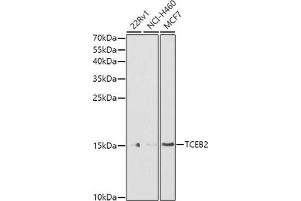 TCEB2 anticorps  (AA 1-118)
