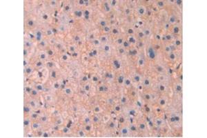 Detection of APOA5 in Human Liver Tissue using Monoclonal Antibody to Apolipoprotein A5 (APOA5) (APOA5 Antikörper  (AA 167-335))