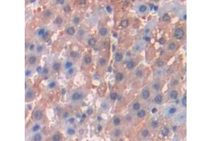 Immunohistochemistry (IHC) image for anti-Cystathionase (Cystathionine gamma-Lyase) (CTH) (AA 36-299) antibody (ABIN1862361)