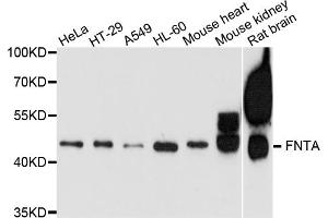 Western blot analysis of extracts of various cell lines, using FNTA antibody. (FNTA Antikörper)