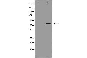 Western blot analysis of HepG2 cell lysate , using UGT1A4 Antibody.