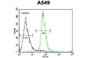 ZNF324B Antibody (C-term) flow cytometric analysis of A549 cells (right histogram) compared to a negative control cell (left histogram).