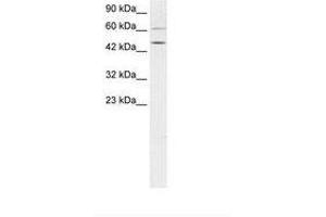 Image no. 1 for anti-T-Box 19 (TBX19) (AA 207-256) antibody (ABIN6736274) (T-Box 19 Antikörper  (AA 207-256))