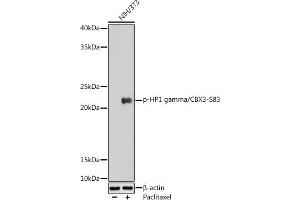 Western blot analysis of extracts of NIH/3T3 cells, using Phospho-HP1 gamma/CBX3-S83 antibody (ABIN7266358) at 1:1000 dilution. (CBX3 Antikörper  (pSer83))