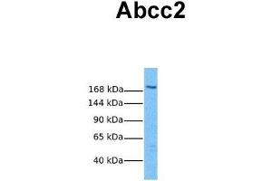 Host:  Rabbit  Target Name:  Abcc2  Sample Tissue:  Mouse Thymus  Antibody Dilution:  1. (ABCC2 Antikörper  (Middle Region))