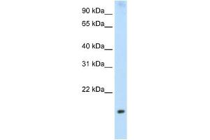 PPP1R8 antibody used at 2. (PPP1R8 Antikörper)