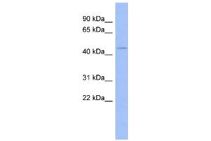WB Suggested Anti-ZNF70 Antibody Titration:  0. (ZNF70 Antikörper  (N-Term))