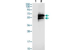 Western blot analysis of Lane 1: Negative control (vector only transfected HEK293T lysate). (Caspase Activity and Apoptosis Inhibitor 1 (CAAP1) Antikörper)