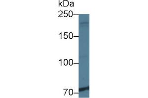 Western blot analysis of Human K562 cell lysate, using Rat NIN Antibody (1 µg/ml) and HRP-conjugated Goat Anti-Rabbit antibody ( (Ninein Antikörper  (AA 1-153))