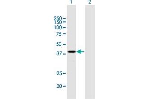 Western Blot analysis of PSG2 expression in transfected 293T cell line by PSG2 MaxPab polyclonal antibody. (PSG2 Antikörper  (AA 1-335))