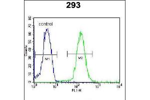 Flow cytometric analysis of 293 cells (right histogram) compared to a negative control cell (left histogram). (DACT1 Antikörper  (N-Term))