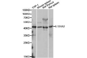 Western blot analysis of extracts of various cell lines, using IL13RA2 antibody (ABIN1980235) at 1:1000 dilution.