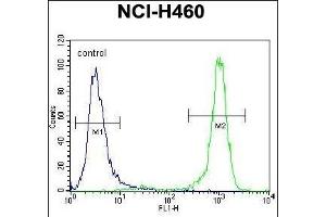 CHRND Antibody (Center) (ABIN655604 and ABIN2845088) flow cytometric analysis of NCI- cells (right histogram) compared to a negative control cell (left histogram). (CHRND Antikörper  (AA 168-196))