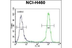 CHRND Antibody (Center) (ABIN655604 and ABIN2845088) flow cytometric analysis of NCI- cells (right histogram) compared to a negative control cell (left histogram).