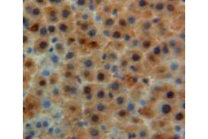 IHC-P analysis of liver tissue, with DAB staining. (Apolipoprotein M Antikörper  (AA 20-190))