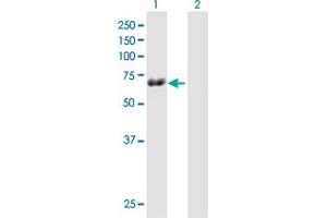 Western Blot analysis of TRIM29 expression in transfected 293T cell line by TRIM29 MaxPab polyclonal antibody. (TRIM29 Antikörper  (AA 1-588))