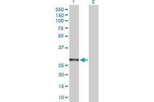 Western Blot analysis of COASY expression in transfected 293T cell line by COASY MaxPab polyclonal antibody.