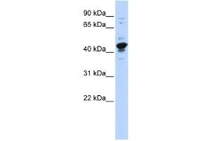 WB Suggested Anti-RBMXL2 Antibody Titration:  0. (RBMXL2 Antikörper  (Middle Region))