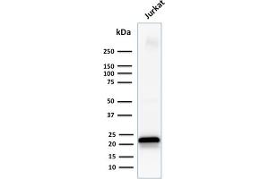 Western Blot Analysis of human Jurkat cell lysate using CD3e Mouse Monoclonal Antibody (C3e/1931). (CD3 epsilon Antikörper  (AA 23-119))