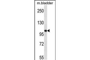 Western blot analysis in mouse bladder tissue lysates (35ug/lane). (TLR8 Antikörper  (C-Term))