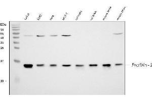 Western blot analysis of Profilin1 using anti-Profilin1 antibody (ABIN3043603). (PFN1 Antikörper  (C-Term))