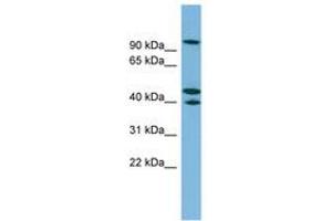 Image no. 1 for anti-Exocyst Complex Component 5 (EXOC5) (AA 107-156) antibody (ABIN6744945)