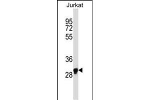 OR1N1 Antibody (C-term) (ABIN657733 and ABIN2846718) western blot analysis in Jurkat cell line lysates (35 μg/lane). (OR1N1 Antikörper  (C-Term))