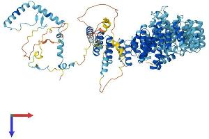 PRP6/ANT-1 Protein (AA 1-941) (His tag)