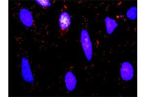 Proximity Ligation Analysis of protein-protein interactions between BTC and ERBB2. (Betacellulin Antikörper  (AA 1-178))