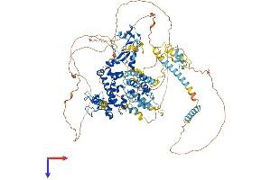 Rubicon Protein (AA 1-972) (His tag)