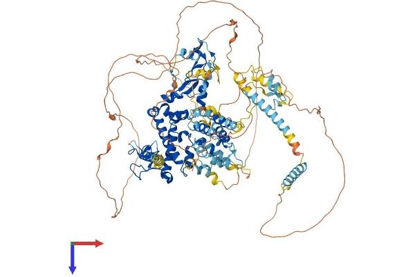 Rubicon Protein (AA 1-972) (His tag)