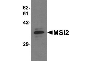Western blot analysis of MSI2 in EL4 cell lysate with MSI2 antibody at 1 µg/mL. (MSI2 Antikörper  (N-Term))