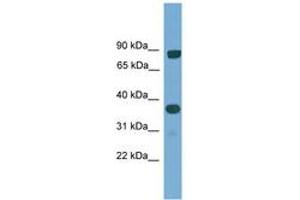 Image no. 1 for anti-KH Domain Containing, RNA Binding, Signal Transduction Associated 2 (KHDRBS2) (AA 30-79) antibody (ABIN6745505) (KHDRBS2 Antikörper  (AA 30-79))