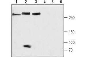 Western blot analysis of rat brain (lanes 1 and 4), mouse heart (lanes 2 and 5) and SH-SYS5 cell (lanes 3 and 6) lysates: - 1-3.