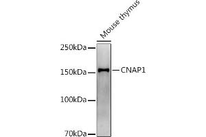 NCAPD2 Antikörper