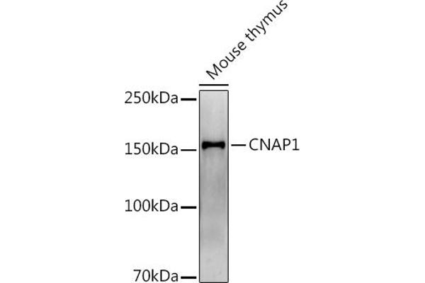 NCAPD2 Antikörper