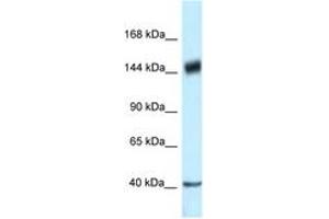 Image no. 1 for anti-Proline-, Glutamic Acid- and Leucine-Rich Protein 1 (PELP1) (AA 791-840) antibody (ABIN6747345) (PELP1 Antikörper  (AA 791-840))