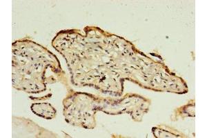 Immunohistochemistry of paraffin-embedded human placenta tissue using ABIN7148349 at dilution of 1:100 (CTRP6 Antikörper  (AA 47-278))