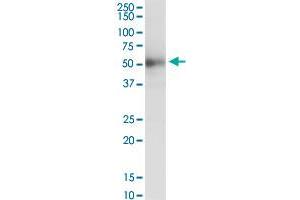 ISLR MaxPab polyclonal antibody. (ISLR Antikörper  (AA 1-428))